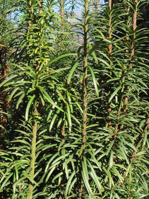 Cephalotaxus harringtoniana 'Fastigiata' rameau